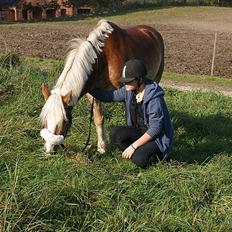 Haflinger Oscar ~Du er guld værd, min ven.~