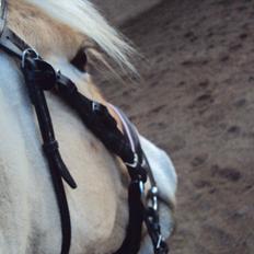 Fjordhest Løths Lupin