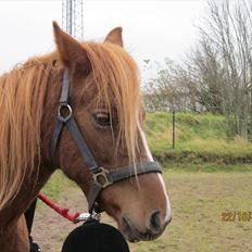 New Forest Elhøjgårda Ciane