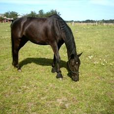 Oldenborg Limbo-Rock