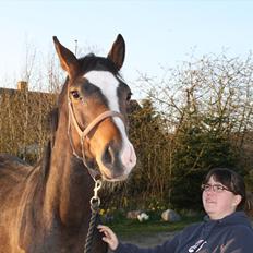 Dansk Varmblod Grøftebjergs Bellissimo
