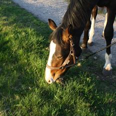 Dansk Varmblod Grøftebjergs Bellissimo