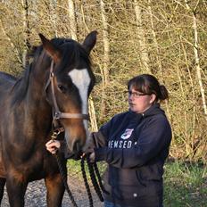 Dansk Varmblod Grøftebjergs Bellissimo