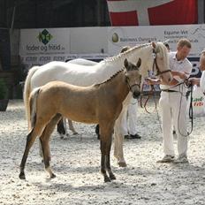 Palomino Suna's Golden Treasure