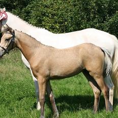 Palomino Suna's Golden Treasure