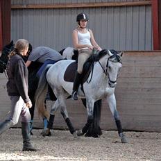 Anden særlig race Janus