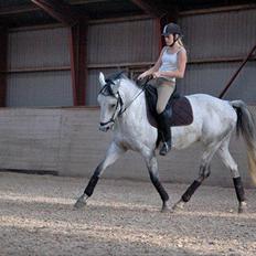 Anden særlig race Janus