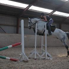 Anden særlig race Janus