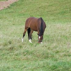 Anden særlig race lotte