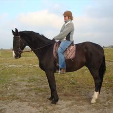 Dansk Varmblod Discovery