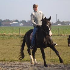 Dansk Varmblod Discovery