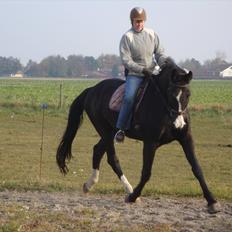 Dansk Varmblod Discovery