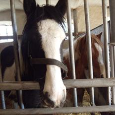 Irish Cob Isabella