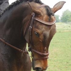 Anden særlig race  Himmelhest A'jay. R.I.P