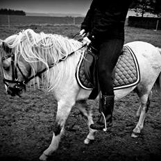 Anden særlig race Bandit