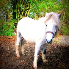 Anden særlig race Bandit