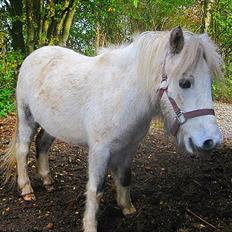 Anden særlig race Bandit