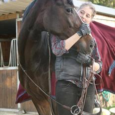 Dansk Varmblod Kildegaardens Beatrice