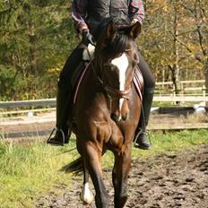 Dansk Varmblod Kildegaardens Beatrice