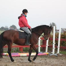 Dansk Varmblod Seiko