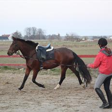 Dansk Varmblod Seiko