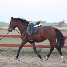 Dansk Varmblod Seiko