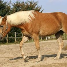 Haflinger Fjørgyn af Lærkebjerg