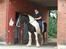 Irish Cob Leo Royal