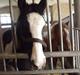 Irish Cob Isabella