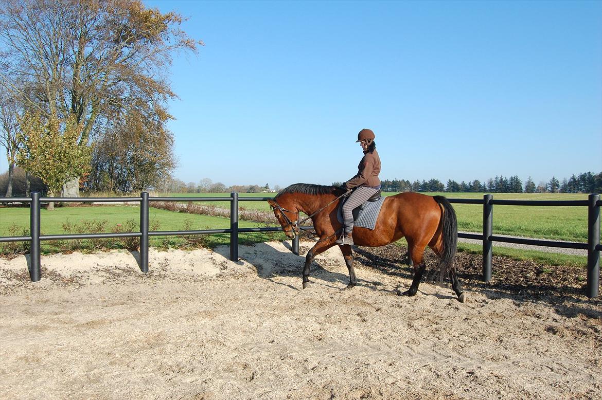 Oldenborg Bakkegaards Smilla billede 5