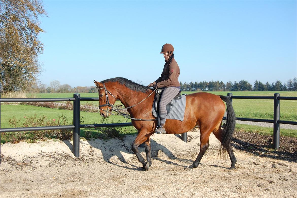 Oldenborg Bakkegaards Smilla billede 6