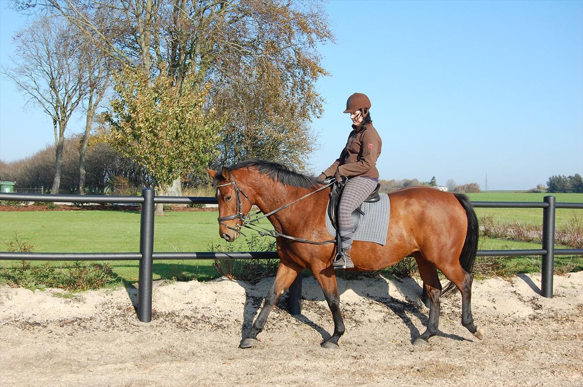 Oldenborg Bakkegaards Smilla billede 7