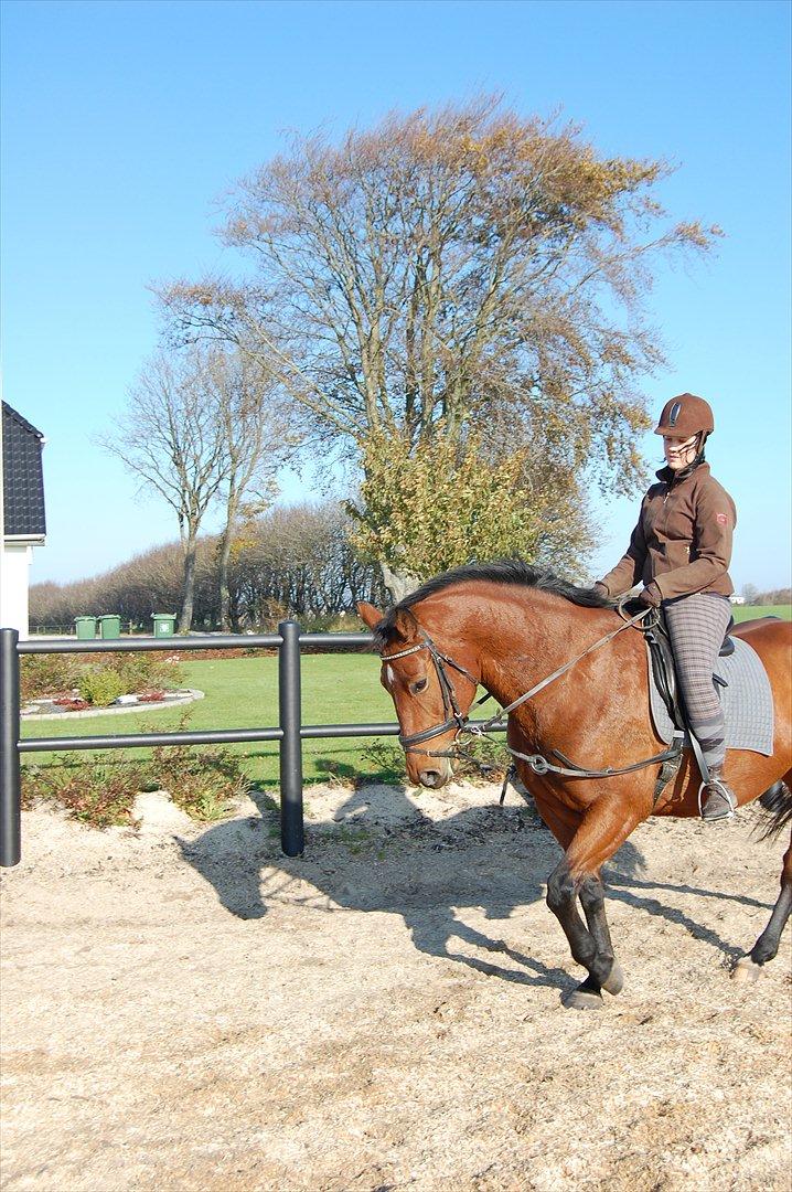 Oldenborg Bakkegaards Smilla billede 11