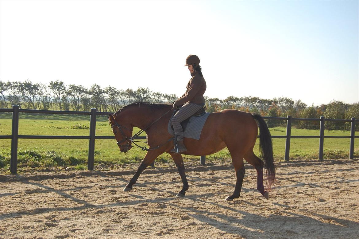 Oldenborg Bakkegaards Smilla billede 10