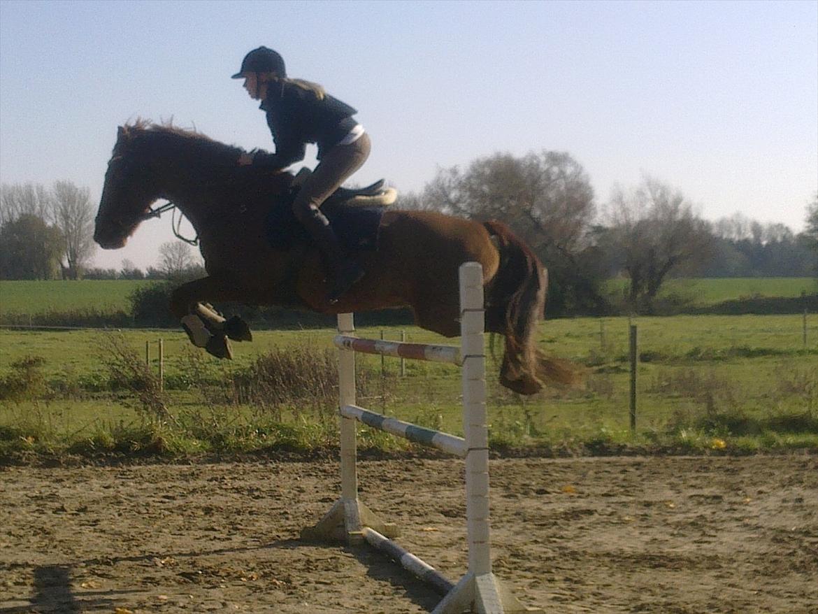 New Forest Simba B-PONY *R.I.P* - Vores rekord på 125cm! <3 billede 4