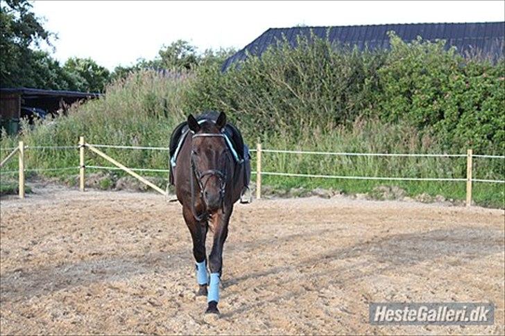 Anden særlig race Dacapo - Dasse! :-D
Taget ved tidl. Ejer. billede 6