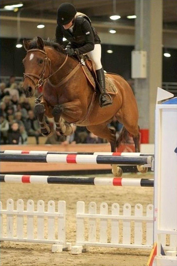 Hollandsk Varmblod Telrite (Rita) - JBK horseshow LA** 2011, vandt klassen billede 8