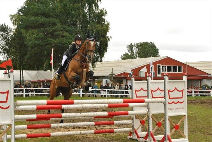 Anden særlig race Lira Z billede 3