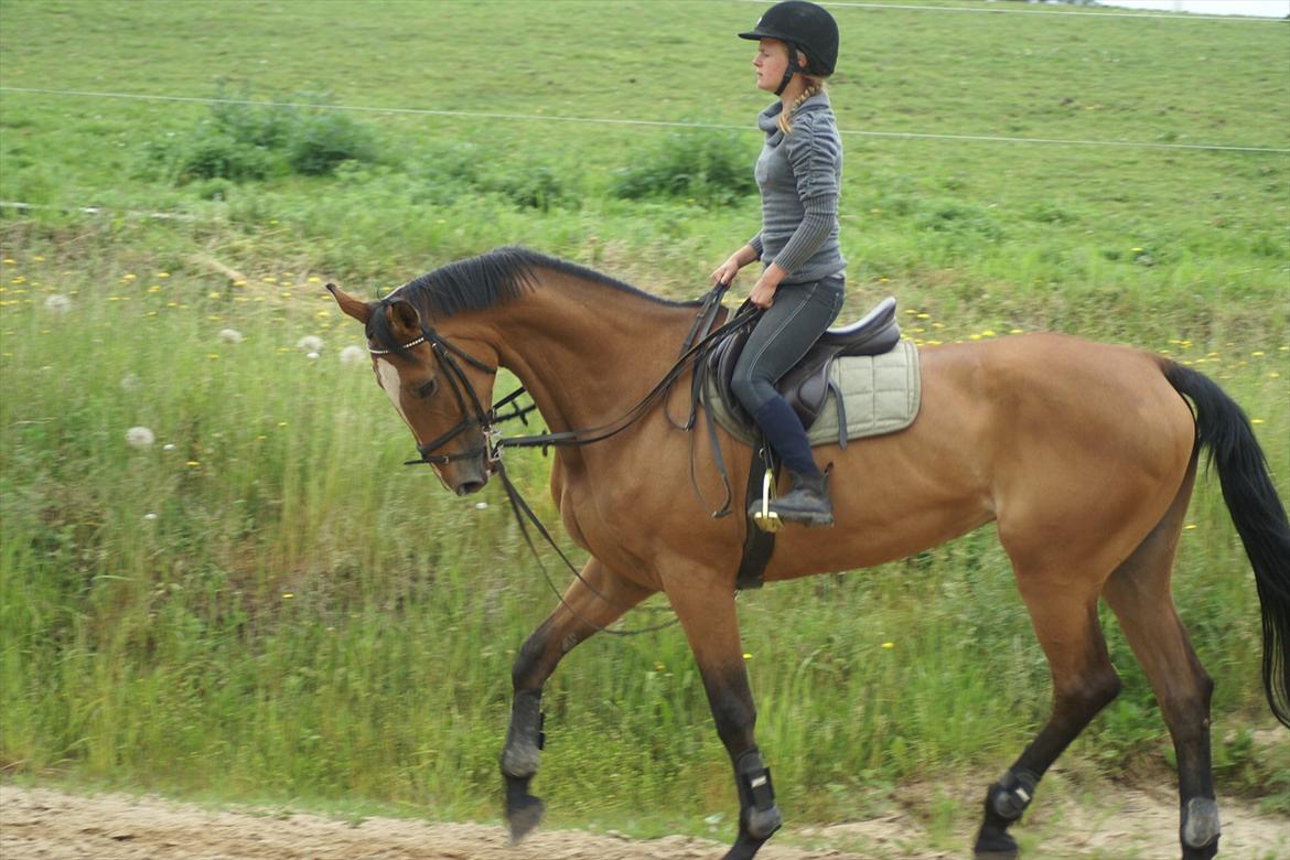 Anden særlig race Lira Z billede 5