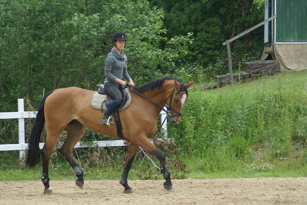 Anden særlig race Lira Z billede 6