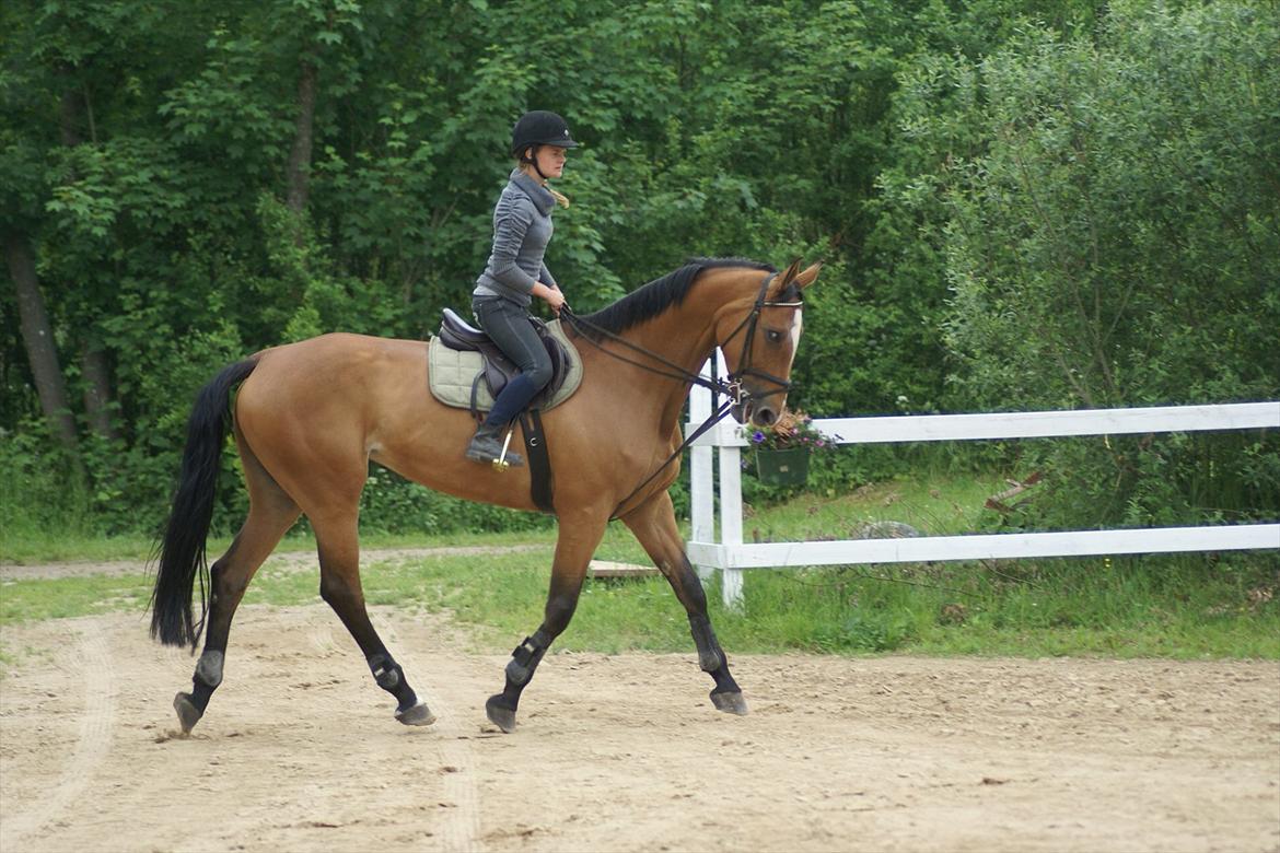 Anden særlig race Lira Z billede 7