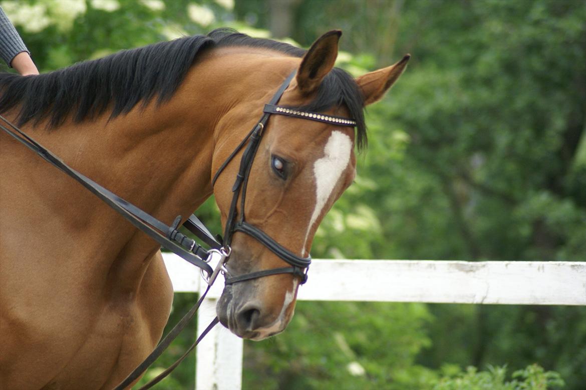 Anden særlig race Lira Z billede 1