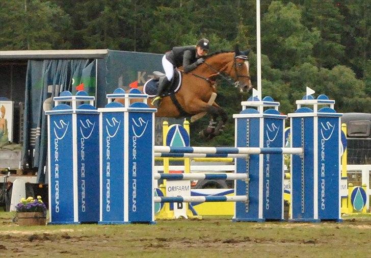 Anden særlig race Lira Z billede 9