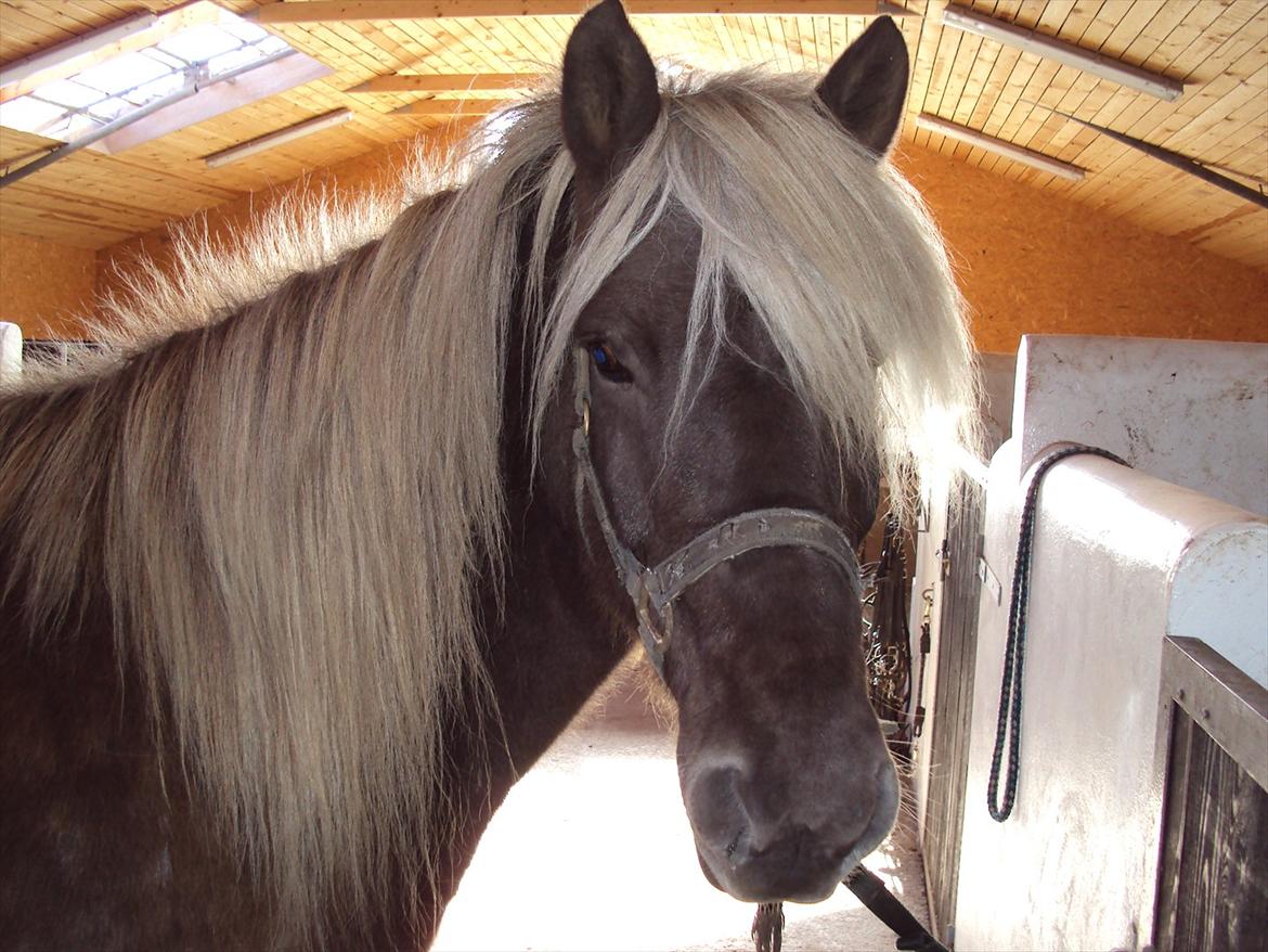 Islænder Glöfaxi fra Oddakoti - Første prøvetur inden jeg købte min dejlige fyr :-) billede 2