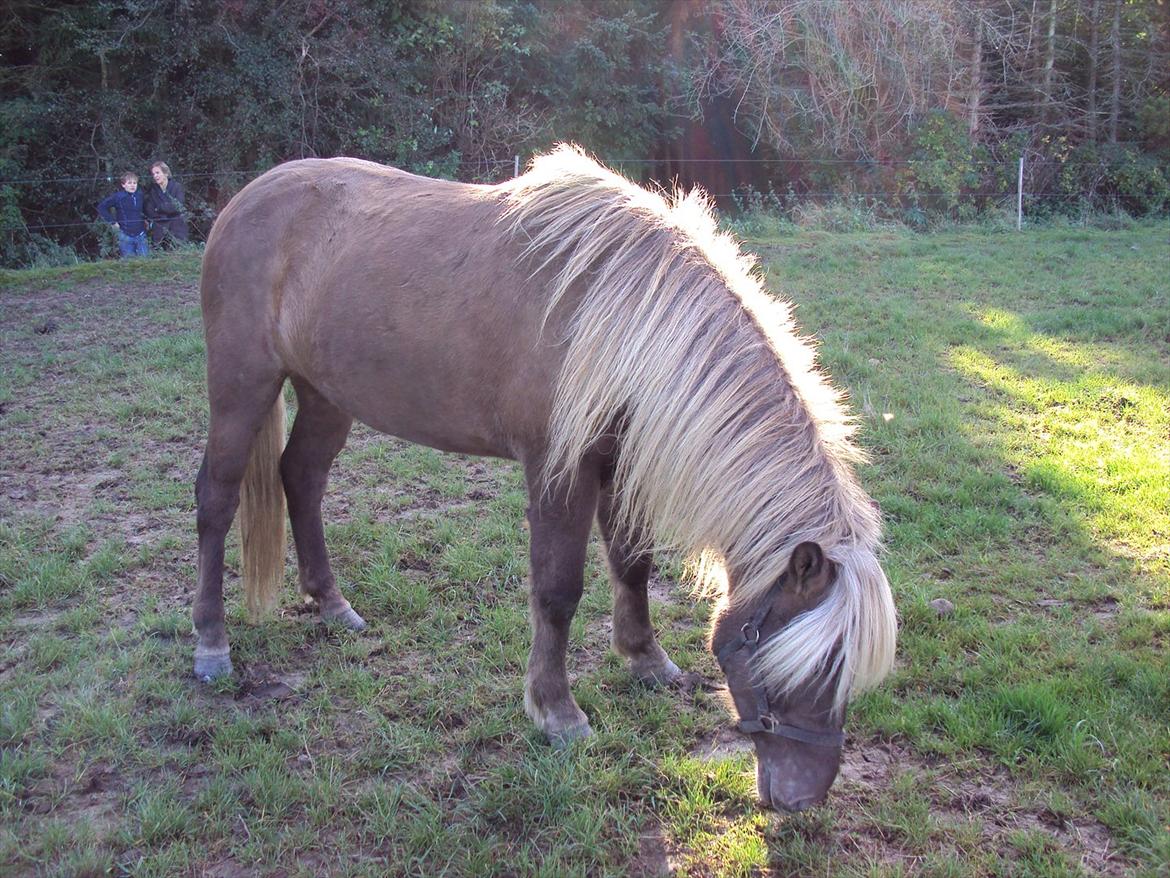 Islænder Glöfaxi fra Oddakoti billede 3