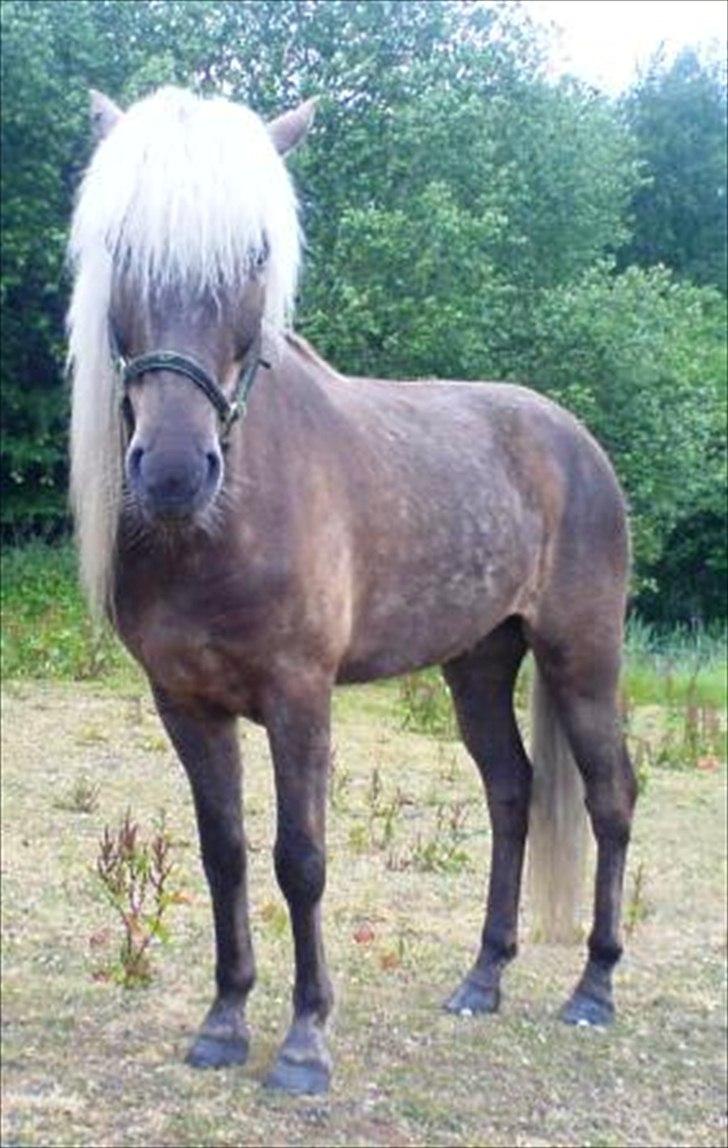 Islænder Glöfaxi fra Oddakoti billede 4