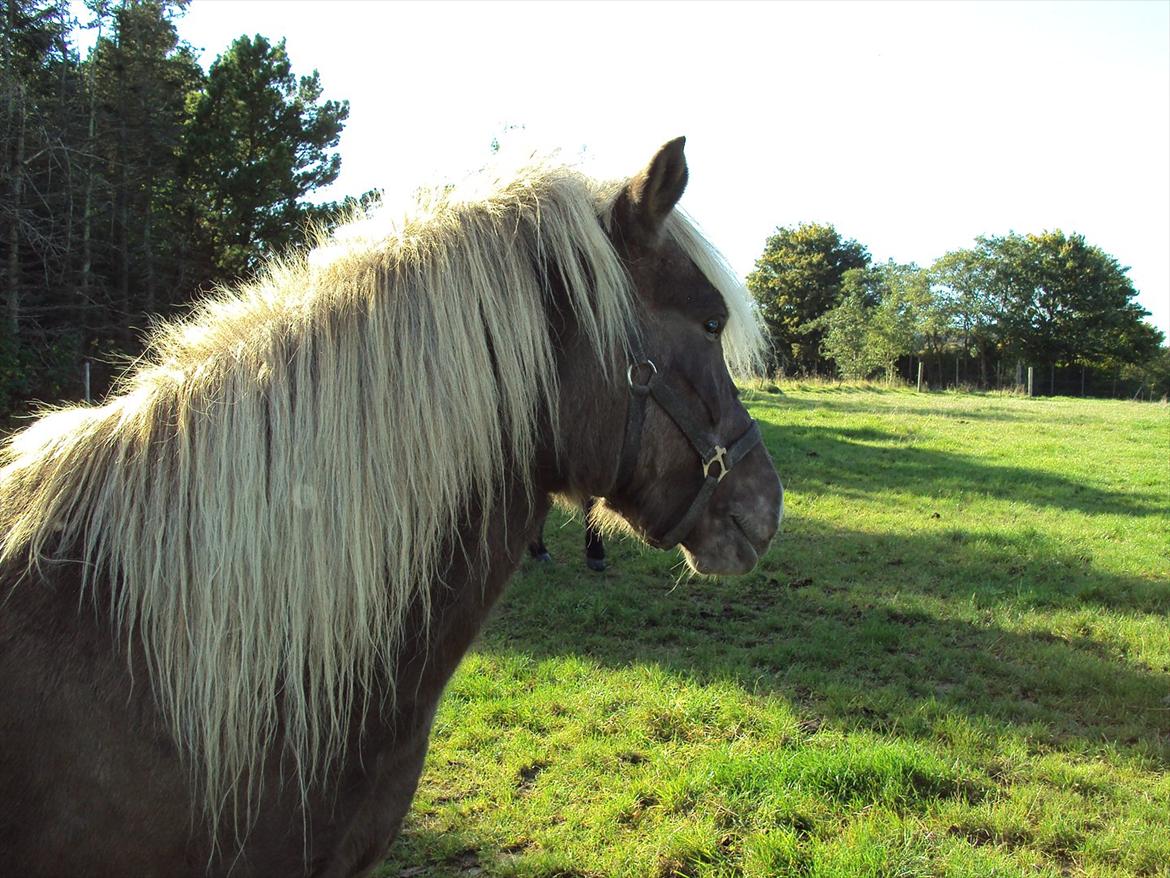 Islænder Glöfaxi fra Oddakoti billede 5