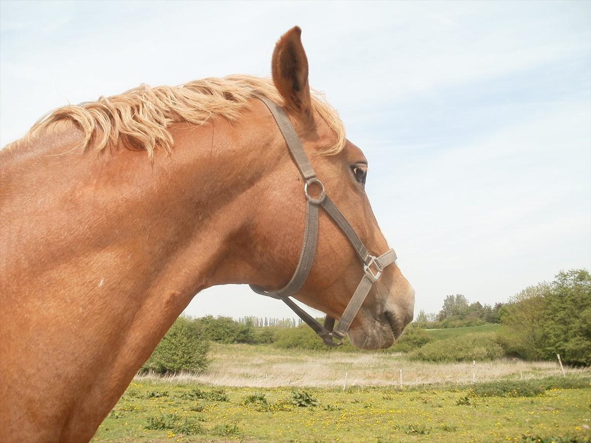 Frederiksborg cassalus af egensevang - ej skal jeg virkelig tages billeder af nu mor er lige vågnet billede 4