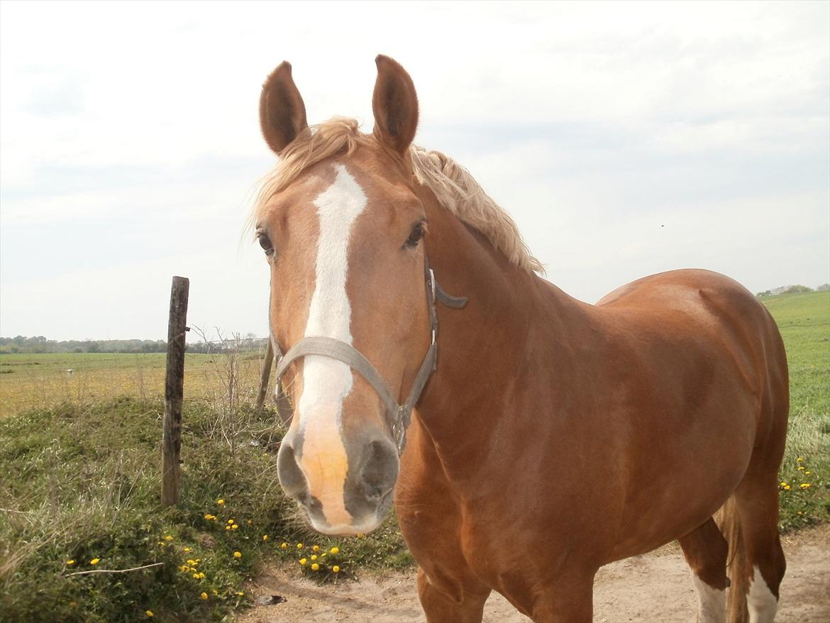 Frederiksborg cassalus af egensevang - hvad har du der noget til mig måskee  billede 3