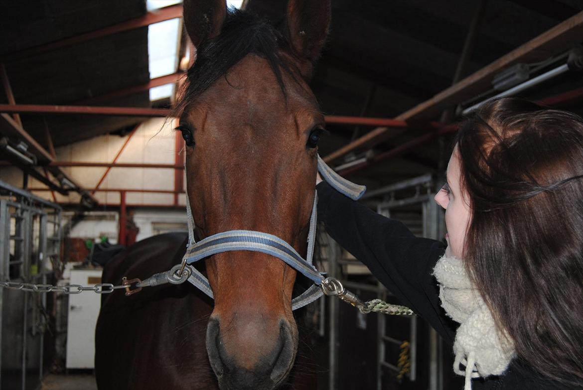 Standardbred Pettachi | Charlie - Foto: Far | Aller første gang jeg så ham <3 billede 13